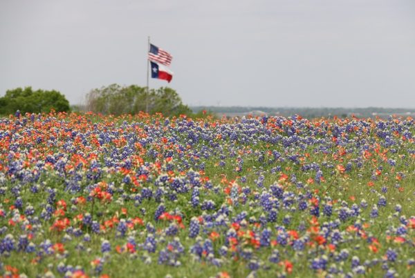 Here’s Why The Best Wildflowers Grow Along Texas Highways