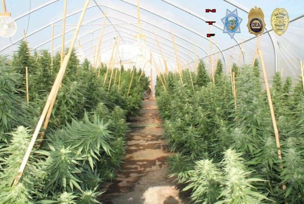 Expansion Of Texas Medical Marijuana Laws Gaining Traction Among Lawmakers