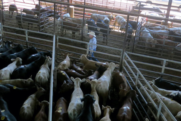Lawmakers Block Requirement To Report Toxic Emissions From Manure