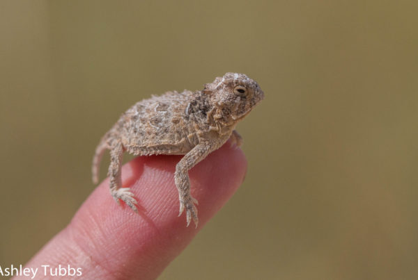 Where Have All The Horny Toads Gone?