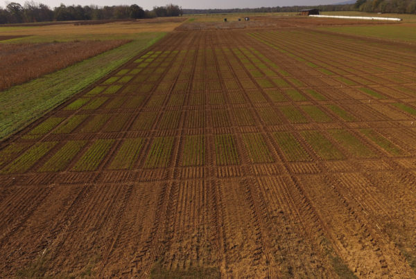 Amid Trade Talks, Texas Farmers Hope To Avoid Tariffs On Exports To China