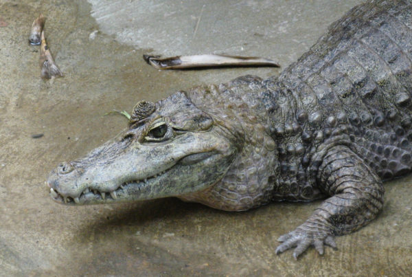 Whether Destined To Become Pets, Belts Or Meat, The Smuggling Of Wildlife Into Texas Is Widespread
