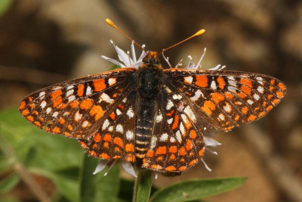 What A Butterfly Species’ ‘Lethal Evolutionary Trap’ Teaches About Wildlife Conservation