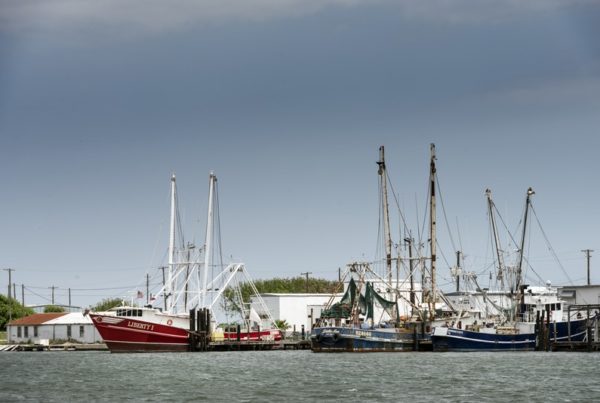 Fishing At Redfish Bay’s Seagrass Habitat ‘Feels Like Wild Texas’