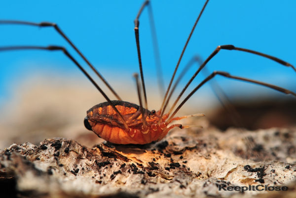 Typewriter Rodeo: Swarms Of Daddy Long Legs