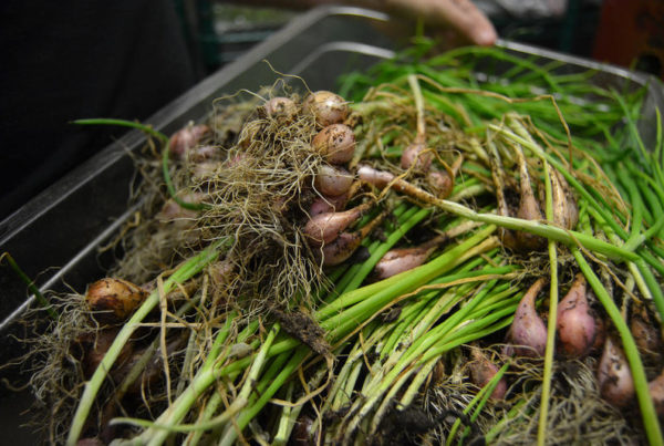 From Seeds In Their Pocket To Food On Your Table, Refugees Bring Tastes Of Home To Texas