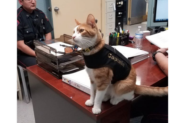 The long paw of the law: Cat helps Port Lavaca Police Department build community