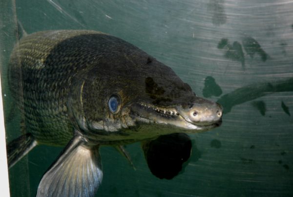 ‘A Face Only A Mother Could Love’: How Changing Gar’s Bad Rap Could Save A Species