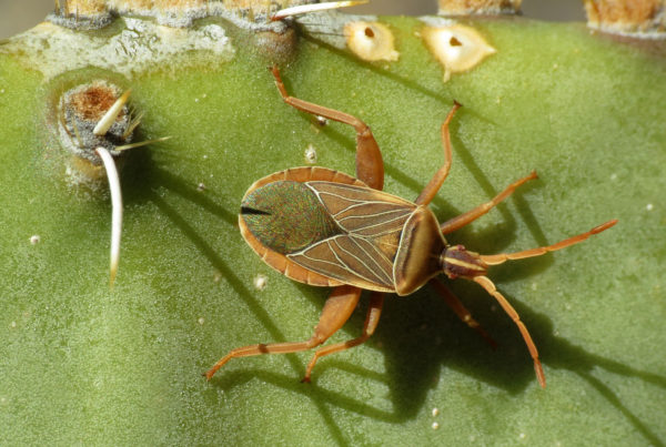Meet The Insects That Could Damage Your Cacti, Agave & Yucca