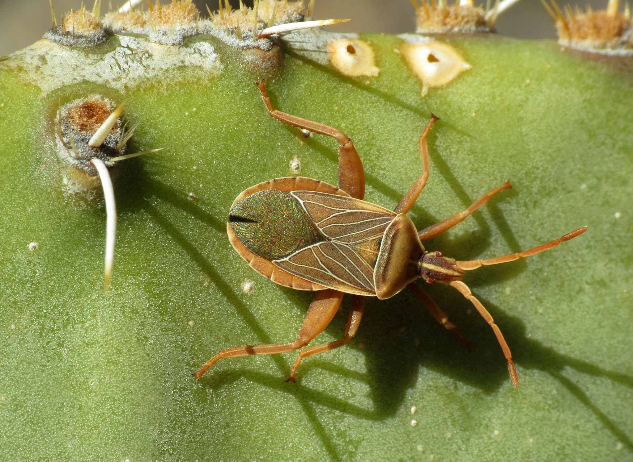Meet The Insects That Could Damage Your Cacti, Agave & Yucca | Texas  Standard