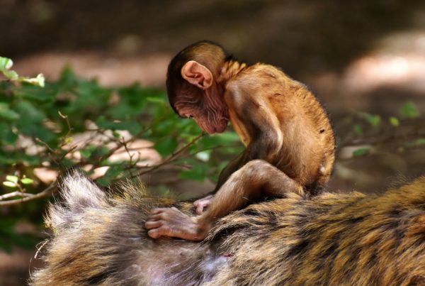 New Efforts To Amend The Endangered Species Act Could Pose Challenges To Protecting Future Species
