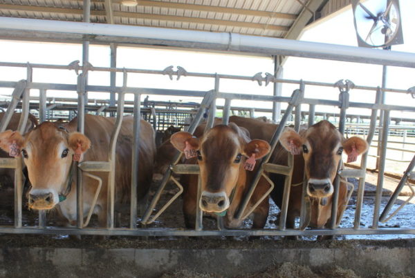 As Milk Production Cools In Summer, Farmers Try To Help Cows Take The Heat