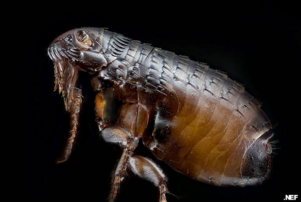 Typhus Infections Surging Throughout Texas
