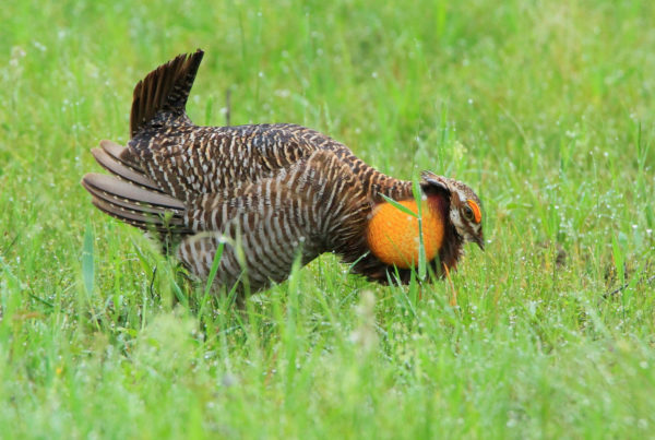 Despite Flooding From Harvey, An Endangered Bird Lives On Along The Texas Coast