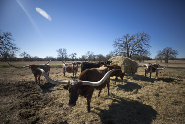 Will This Year’s Drought Rival The Disaster Of 2011?