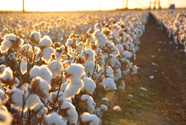 Plastic Bale Wrapping And Debris Are Contaminating Texas Cotton At Record Levels