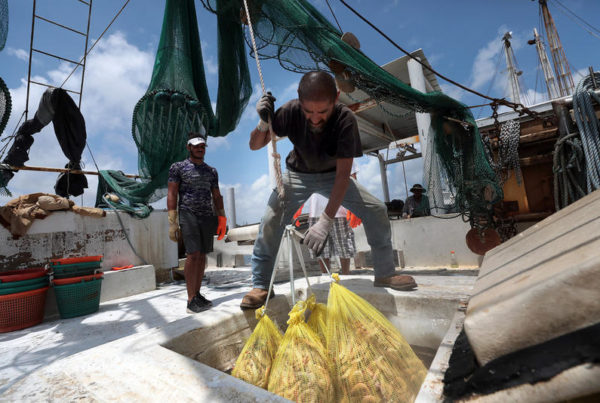Devastated By Harvey, Coastal Bend’s Smallest Shrimpers Are Still Treading Water