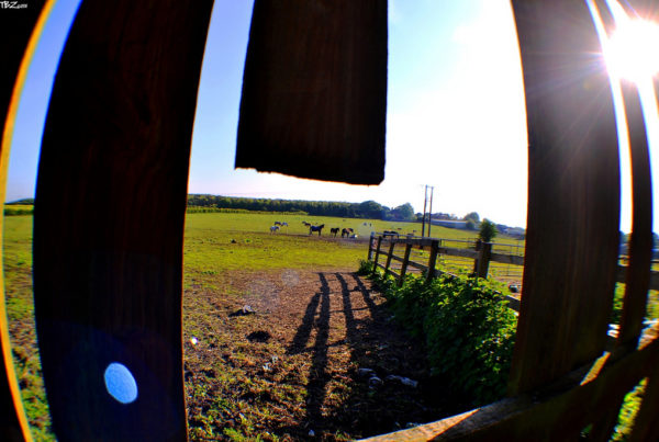 Why Leaving An Emaciated Horse To Die Wasn’t Considered Animal Cruelty