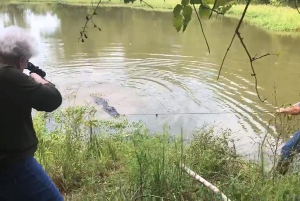 News Roundup: The 73-Year-Old Mayor Of Livingston Gets Revenge On A Horse-Eating Gator
