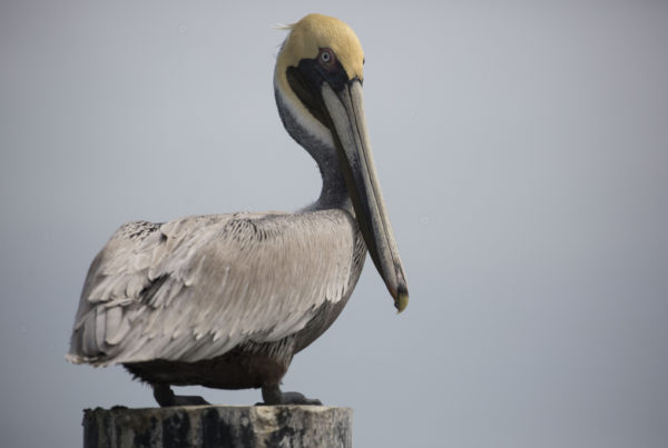Pelicans Are Dying Along A South Texas Highway, But There May Be A Fix