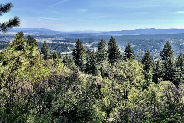 How Two Billionaire Brothers From Texas Are Buying Up Idaho Timberland