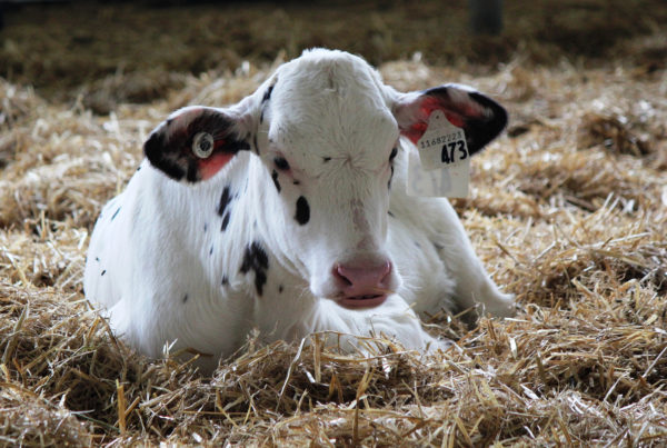 State Fairgoers Can Witness The Miracle Of Life At The Livestock Birthing Barn