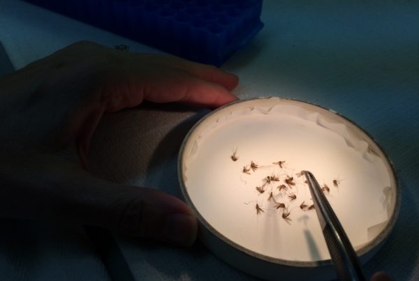 How Basics Like Testing And Data Collection Could Reduce The Threat Of West Nile Virus