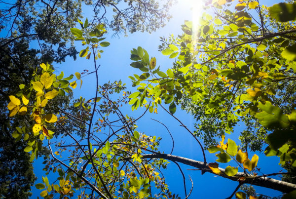 ‘Cedar Fever’ Season Is Here