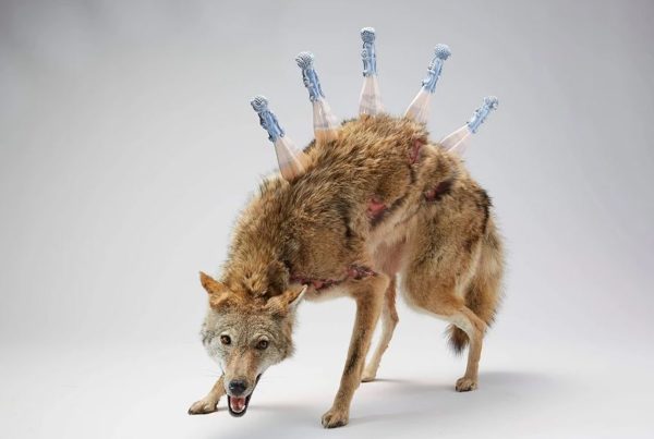 From Road Kill To Fine Art