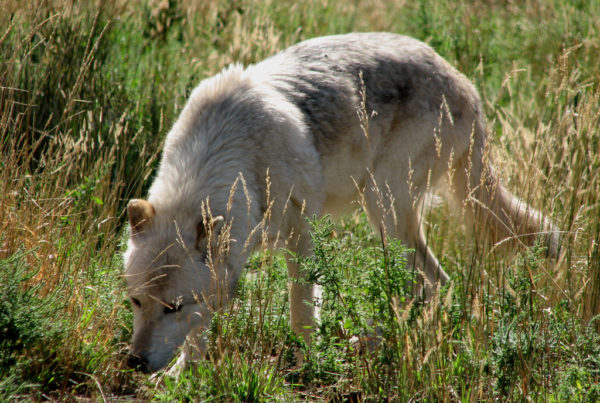 Huston-Tillotson Team Is Studying Why Urban Coyote Sightings Are On The Rise