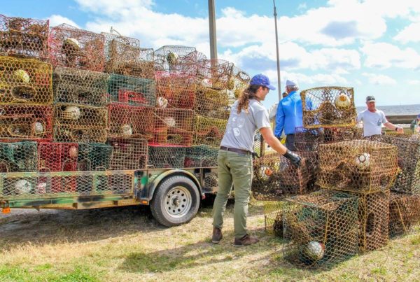 Help ‘Comb The Coastline’ On Crab-Trap Removal Day