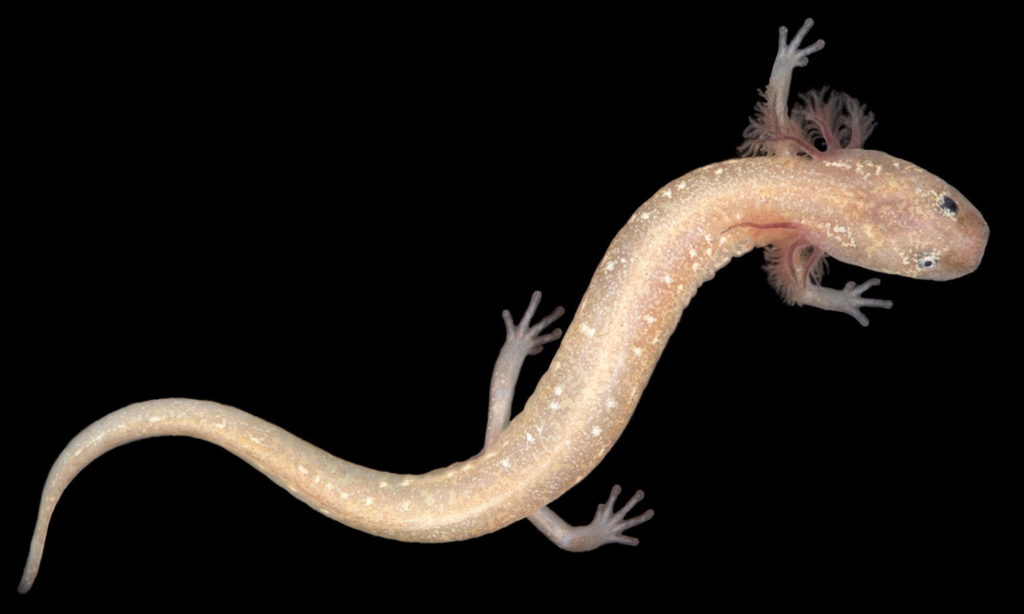 Scientists Discover Three New Species Of Salamander In Central