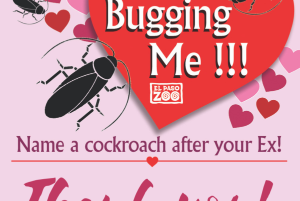 News Roundup: Jilted Lovers Can Get Revenge This Valentine’s Day With El Paso Zoo’s Cockroach Event