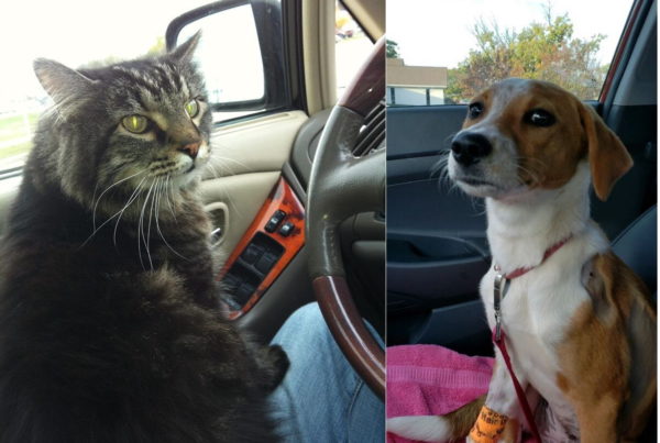 ‘Hot Dog’ Bill Would Allow Good Samaritans To Rescue Trapped Pets