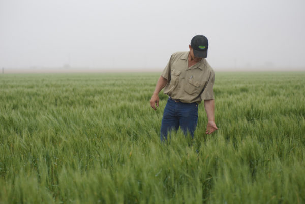 With Tariffs, Bad Weather And Low Prices, More Texas Farmers Struggle To Pay Back Loans