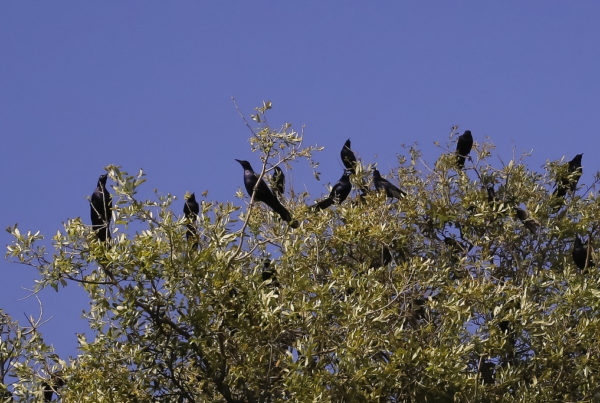 Typewriter Rodeo: Grocery Store Grackles