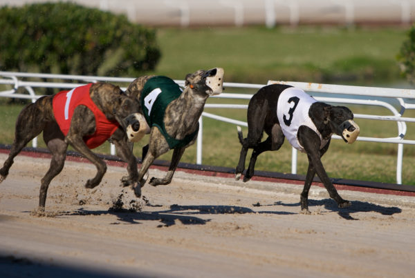 Injuries And Deaths Of Greyhounds At A Texas Track Spark Calls For Tougher Oversight