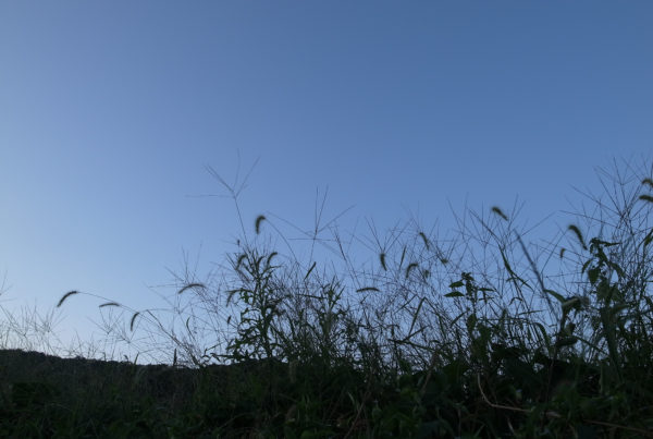 Lawsuits Over Roundup’s Health Effects Could Impact Texas Agriculture
