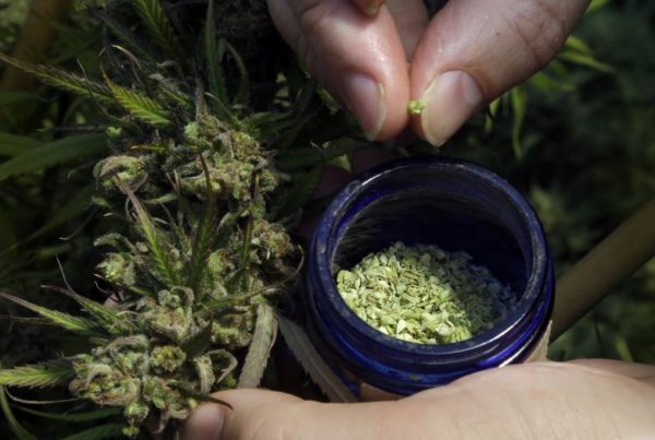 Hemp Farms In Texas? Ag Commissioner Sid Miller Is Among Backers For Legalization
