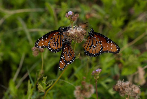 The Reality At The Border: Butterflies And The Border Wall