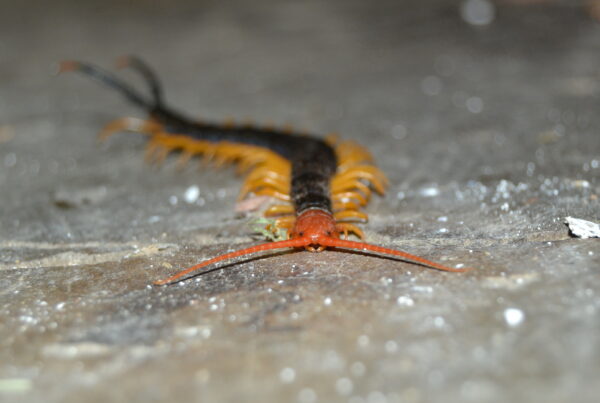What creeps out even the bug expert? Hint: it has lots of legs.