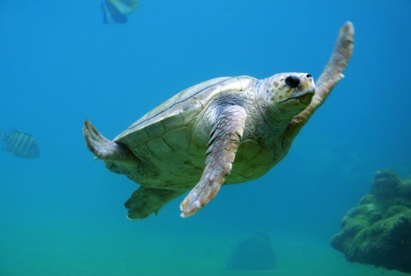 The Nature Conservancy Acquires 6K Acres Of South Padre Island For Sea Turtle Habitat