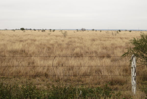 Fossils Show How South Texas Once Resembled The African Savanna