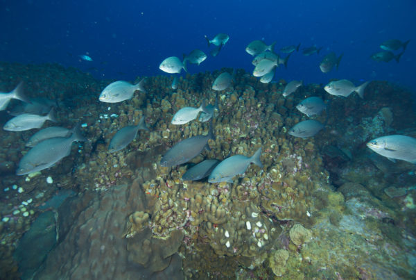 Hundreds Of Decommissioned Oil Rigs Are Now Thriving Marine Habitats