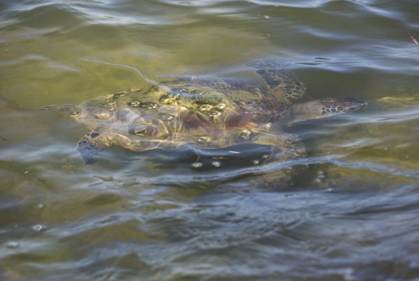 New Research Center Will Study Texas Sea Turtles