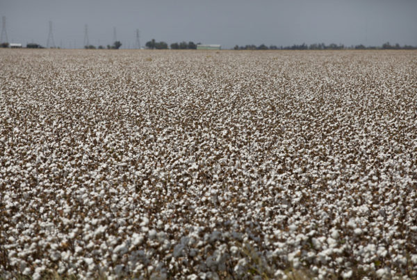 Three Texas Takeaways From The Latest Agriculture Census