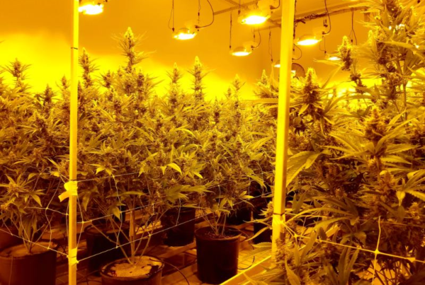 Farmers Eager To Grow Hemp But They Need Lawmakers To Clear The Legal Ground First