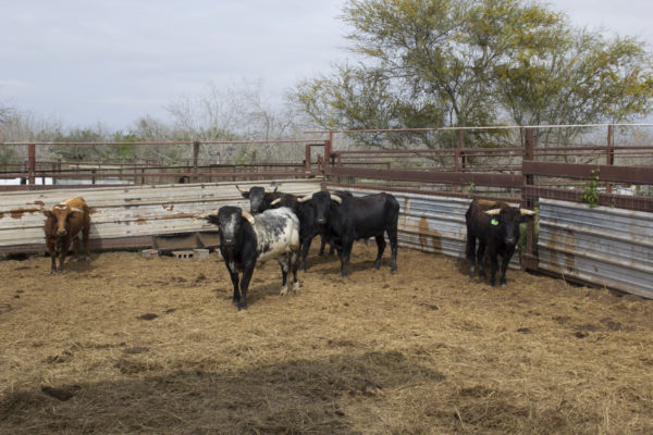 Matador-BullsonRanch