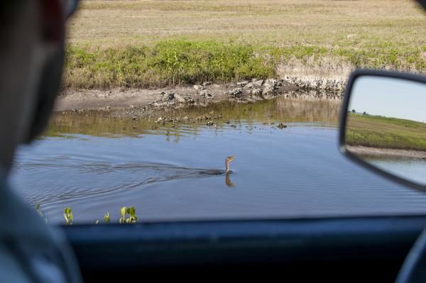 The Air Force Is Trying New Strategies To Battle A Constant Problem: Birds On Airfields