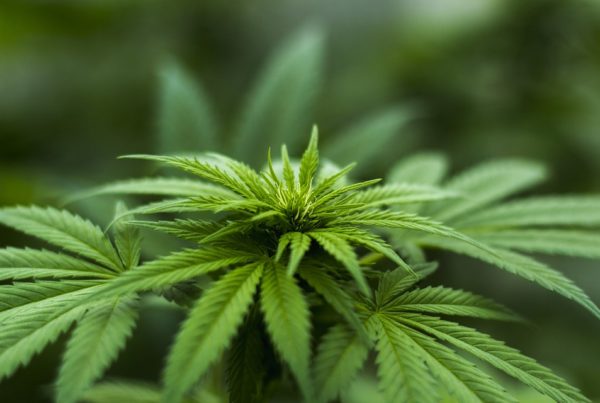Texas House Bill To Legalize Hemp Farming Gets A Preliminary Nod